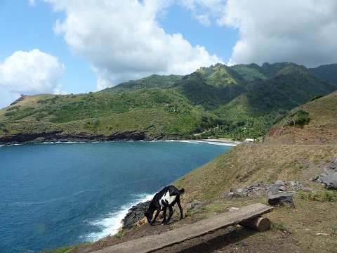 Cliff-grazing goat on the north coast of Hiva Oa May 2015